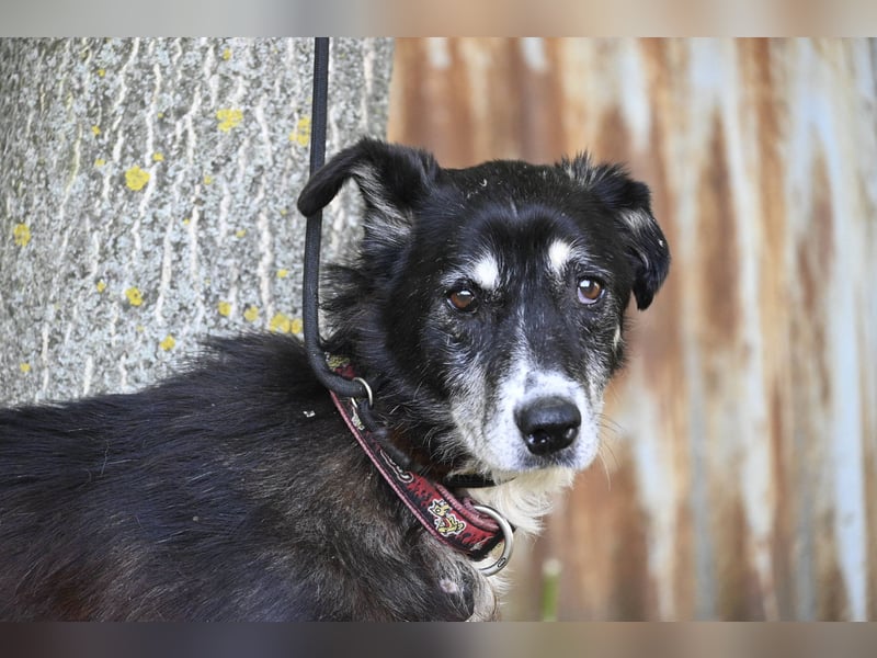 Hetti SI – Hundeomi sucht Gnadenplatz