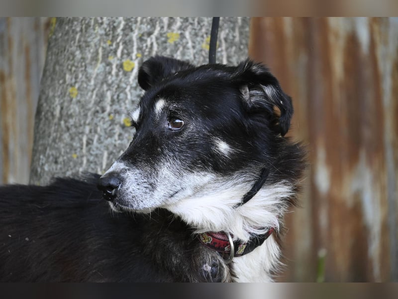 Hetti SI – Hundeomi sucht Gnadenplatz