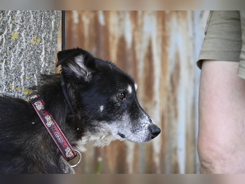 Hetti SI – Hundeomi sucht Gnadenplatz
