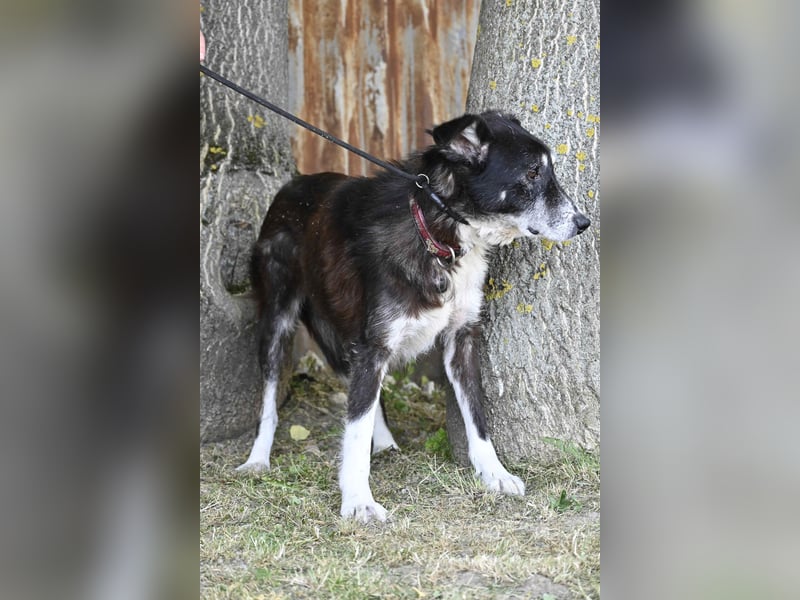 Hetti SI – Hundeomi sucht Gnadenplatz