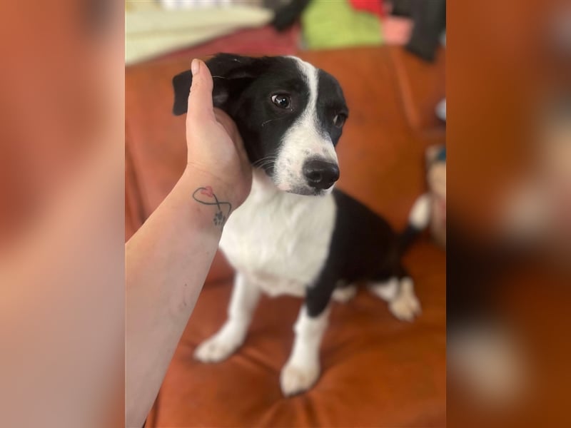 Anni – hübsches Hundekind in schwarz-weiß