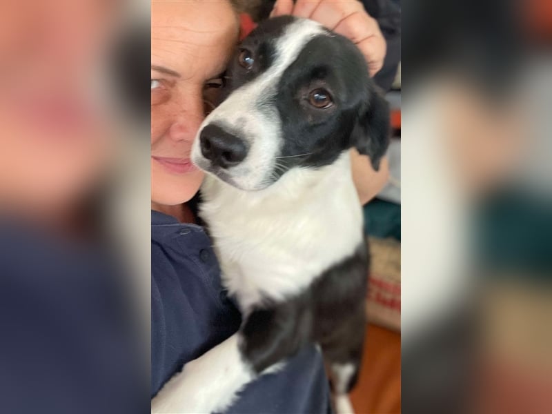 Anni – hübsches Hundekind in schwarz-weiß