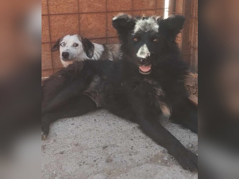 Holly - voller Hoffnung und Liebe