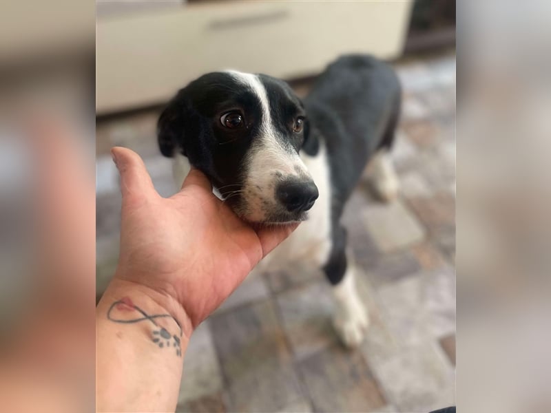 Anni – hübsches Hundekind in schwarz-weiß
