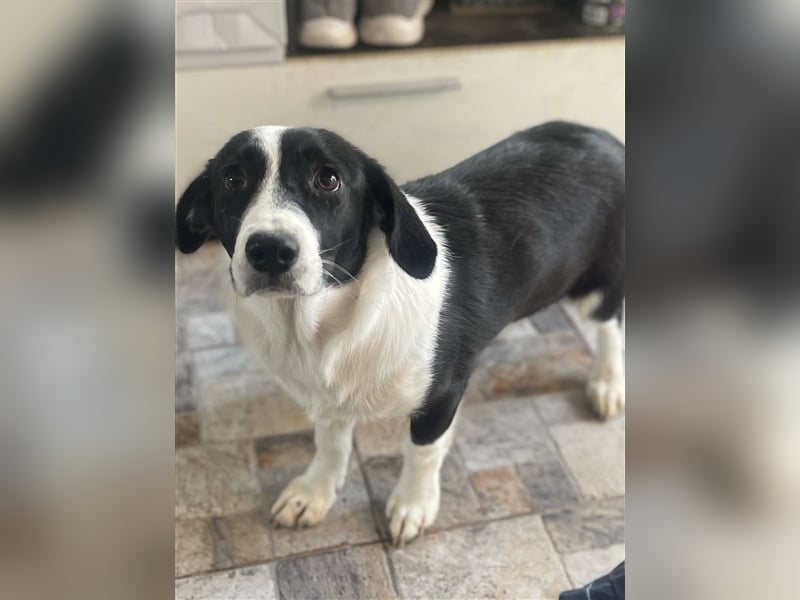 Anni – hübsches Hundekind in schwarz-weiß
