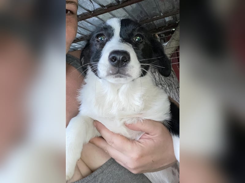 Anni – hübsches Hundekind in schwarz-weiß