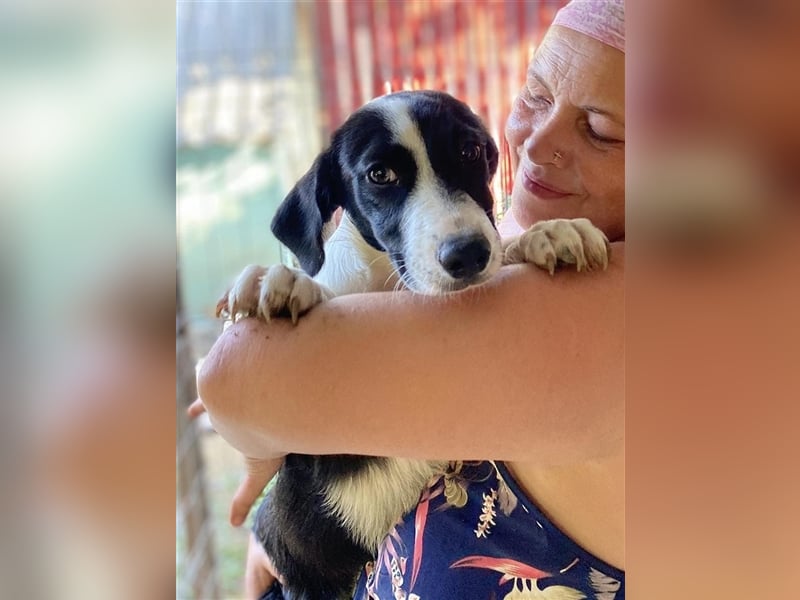 Anni – hübsches Hundekind in schwarz-weiß