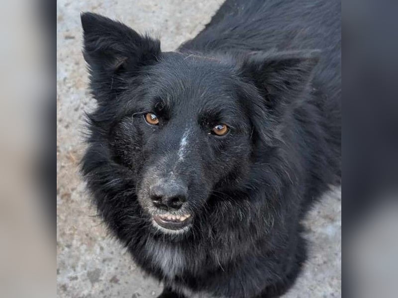 Holly - voller Hoffnung und Liebe