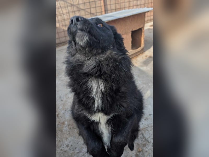 Holly - voller Hoffnung und Liebe