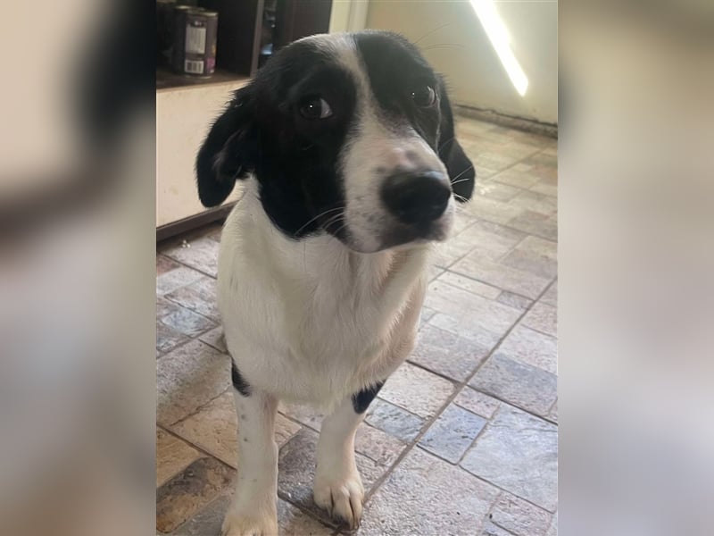 Anni – hübsches Hundekind in schwarz-weiß