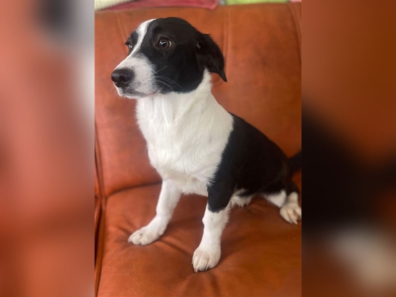 Anni – hübsches Hundekind in schwarz-weiß