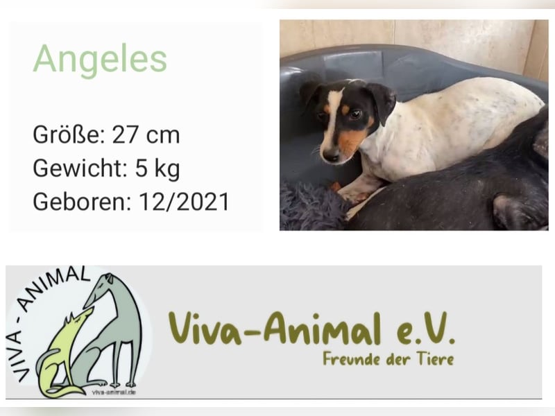 Wer hat ein Herz für Angeles?