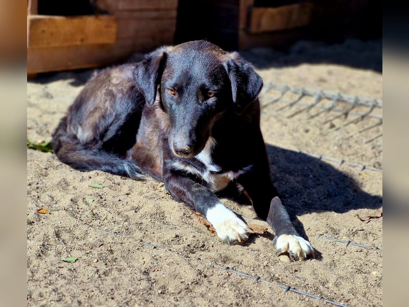 WAYONA - ca 55-60 cm wartet schon so lange auf Ihre Lieblingsmenschen