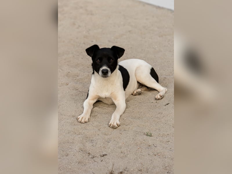 DOTTI - ganz liebe Hündin träumt von ihrem Zuhause