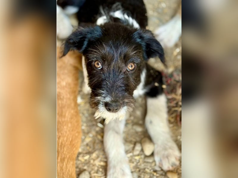 KOKO - kleine Strubbeline sucht liebe Menschen