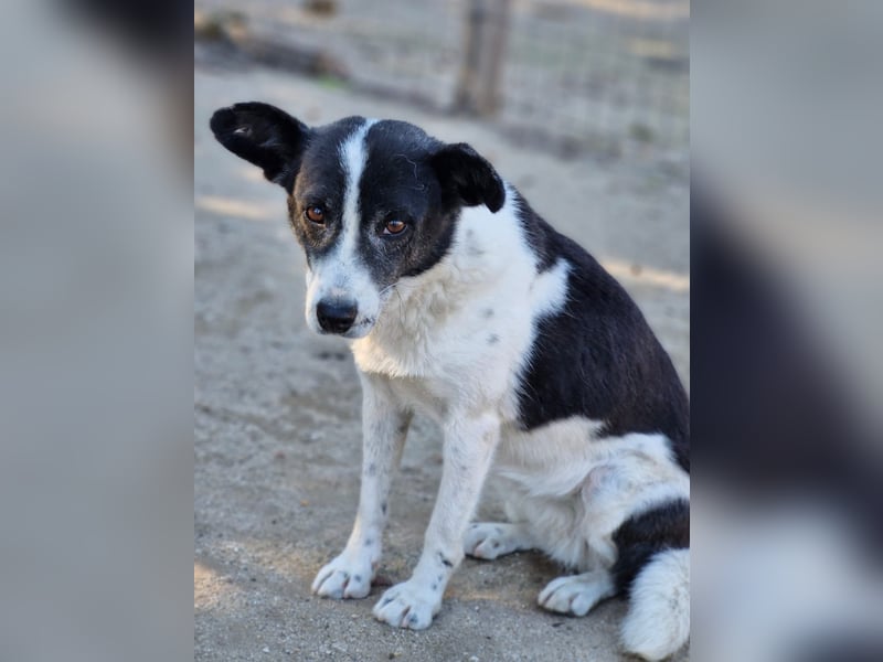ULLA - aktive Seniorin auf PS in 56759 Laubach/Eifel