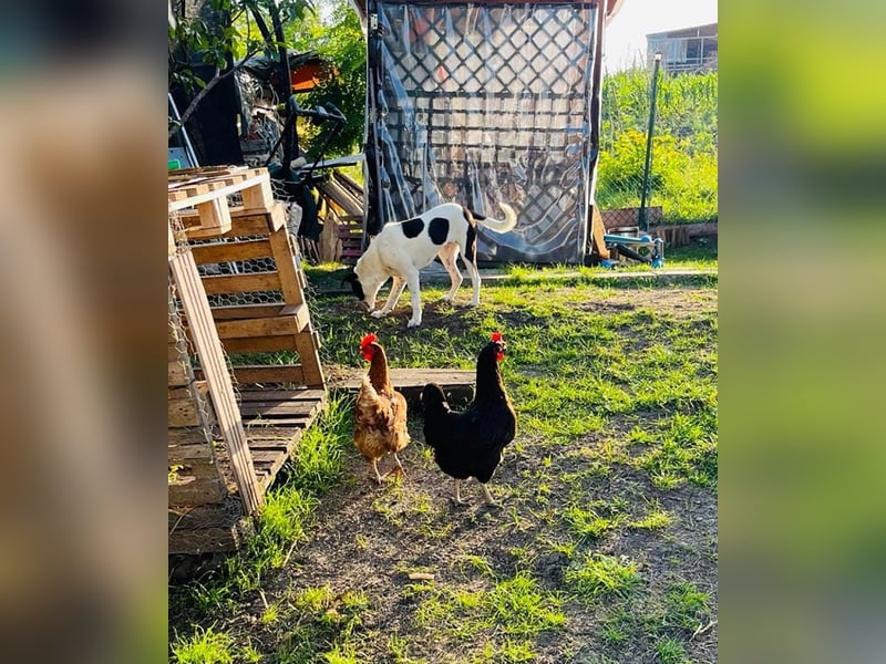 Hübsche Iris sucht liebe Familie