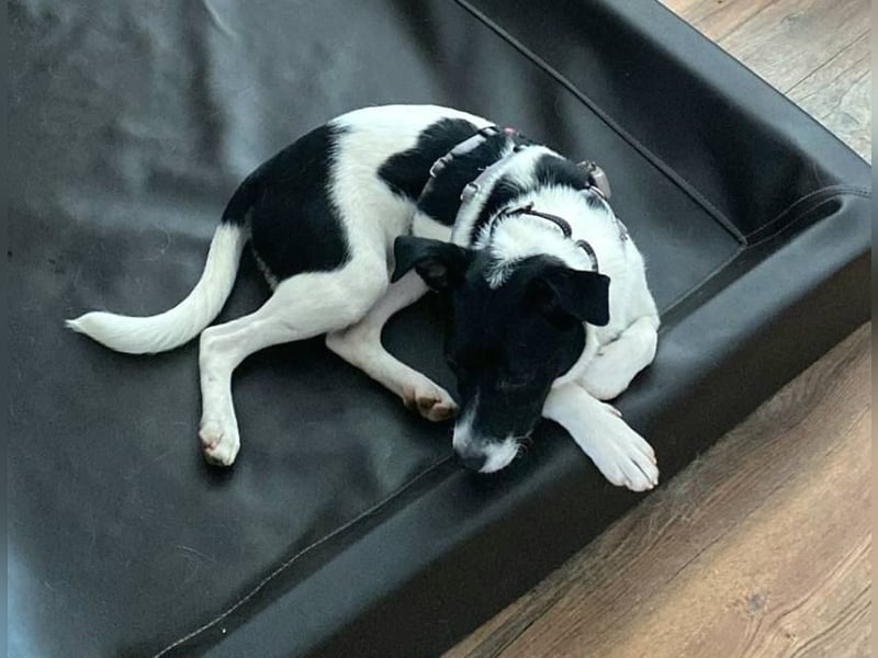 DOTTI - ganz liebe Hündin auf PS in 06242 Braunsbedra träumt von ihrem Zuhause