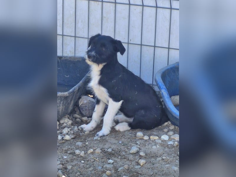 ROSALIE - kleines Strubbelmädchen sucht ihre Lieblingsmenschen