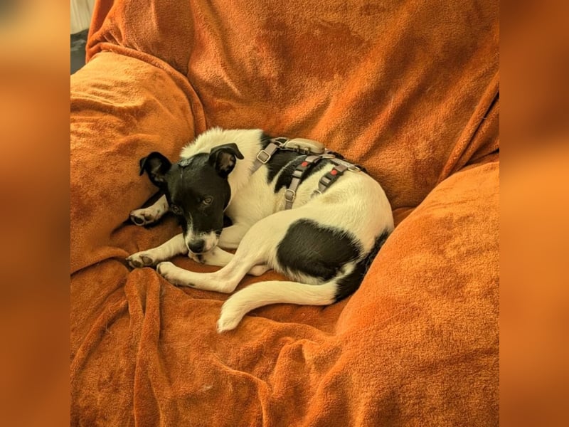 DOTTI - ganz liebe Hündin auf PS in 06242 Braunsbedra träumt von ihrem Zuhause