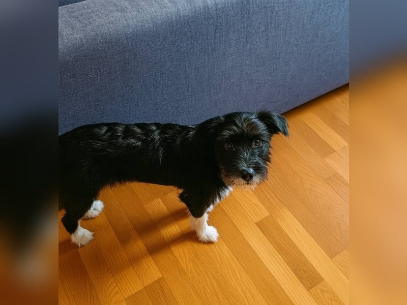 KOKO - kleine Strubbeline sucht liebe Menschen