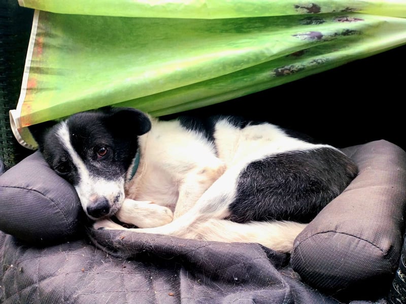 ULLA - aktive Seniorin auf PS in 56759 Laubach/Eifel