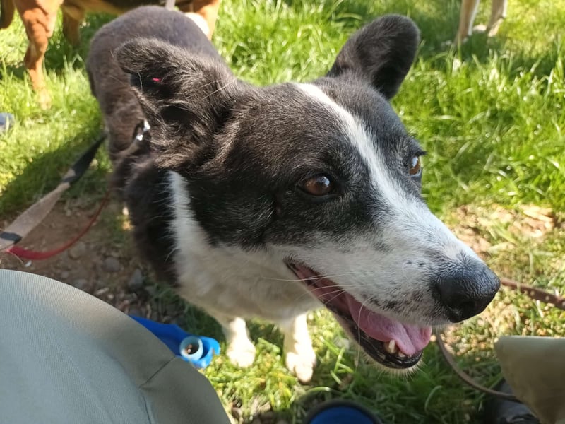 ULLA - aktive Seniorin auf PS in 56759 Laubach/Eifel