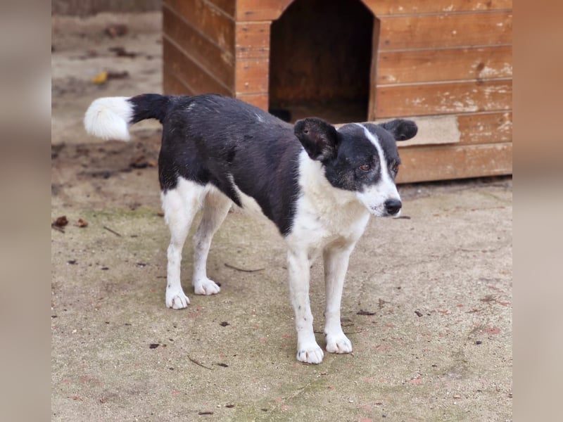 ULLA - aktive Seniorin auf PS in 56759 Laubach/Eifel