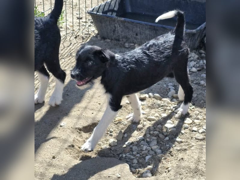 ROSALIE - kleines Strubbelmädchen sucht ihre Lieblingsmenschen
