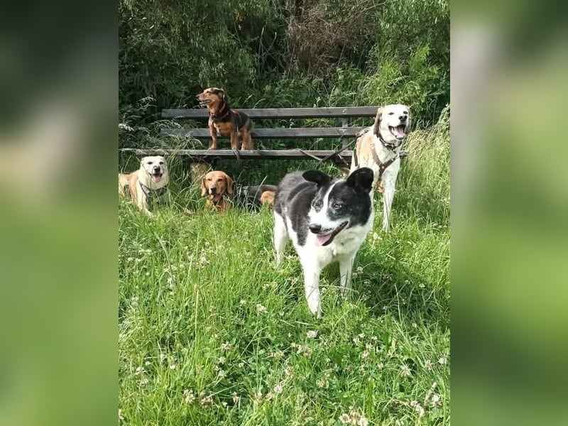 ULLA - aktive Seniorin auf PS in 56759 Laubach/Eifel