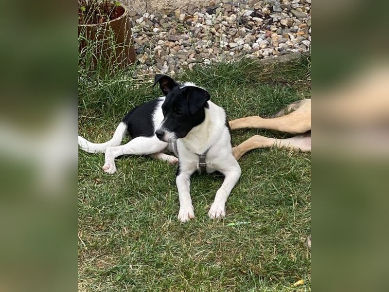 DOTTI - ganz liebe Hündin auf PS in 06242 Braunsbedra träumt von ihrem Zuhause