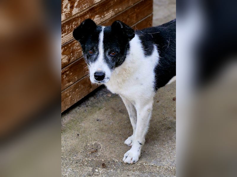 ULLA - aktive Seniorin auf PS in 56759 Laubach/Eifel