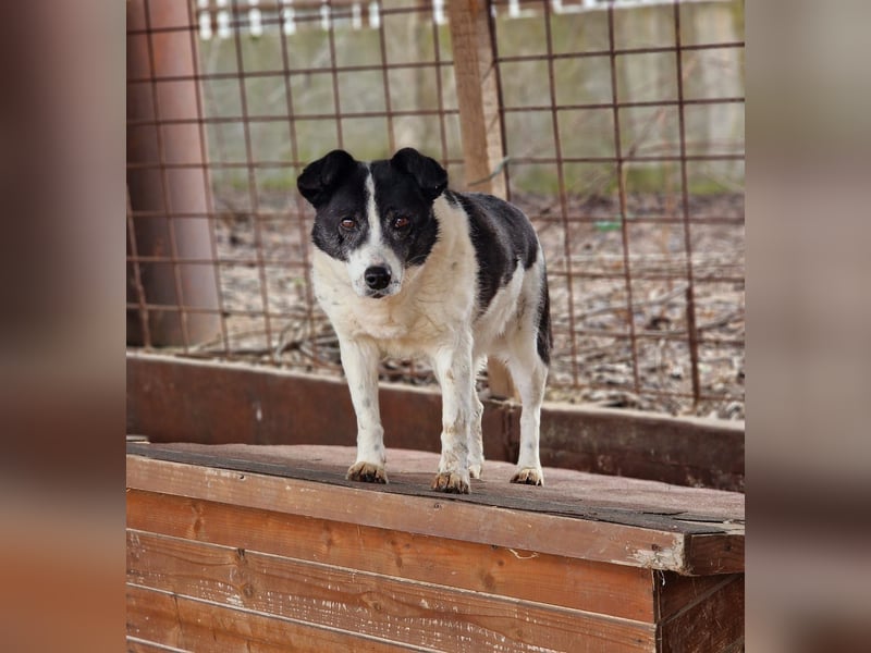 ULLA - aktive Seniorin auf PS in 56759 Laubach/Eifel