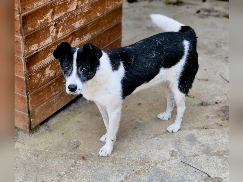ULLA - aktive Seniorin auf PS in 56759 Laubach/Eifel