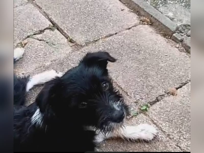 KOKO - kleine Strubbeline sucht liebe Menschen