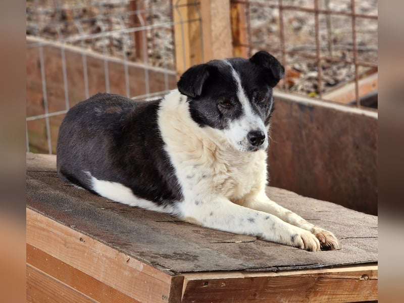 ULLA - aktive Seniorin auf PS in 56759 Laubach/Eifel