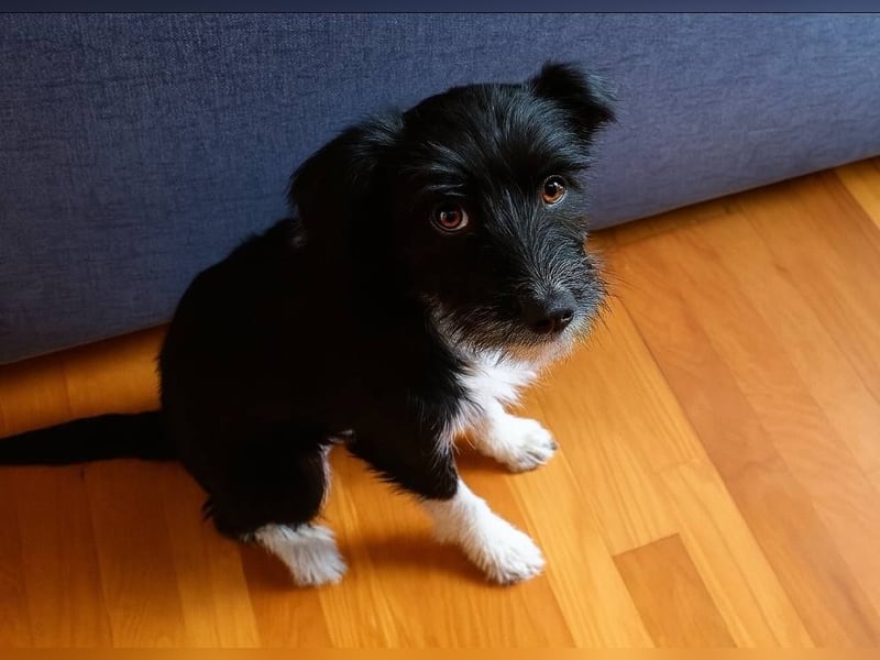 KOKO - kleine Strubbeline sucht liebe Menschen