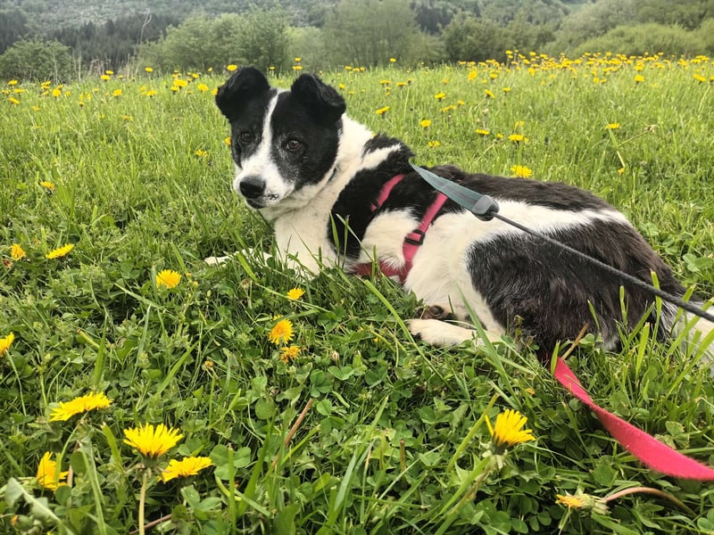 ULLA - aktive Seniorin auf PS in 56759 Laubach/Eifel