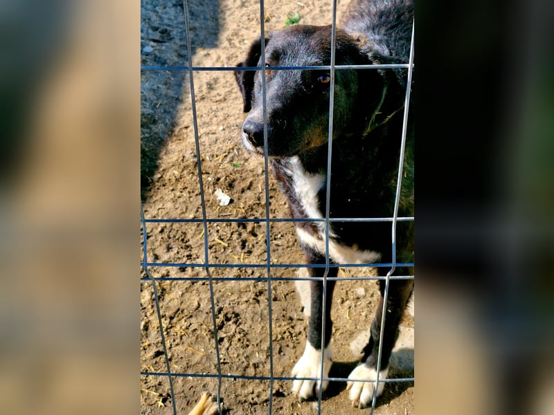 WAYONA - Kämpferin wartet schon so lange auf Ihre Lieblingsmenschen