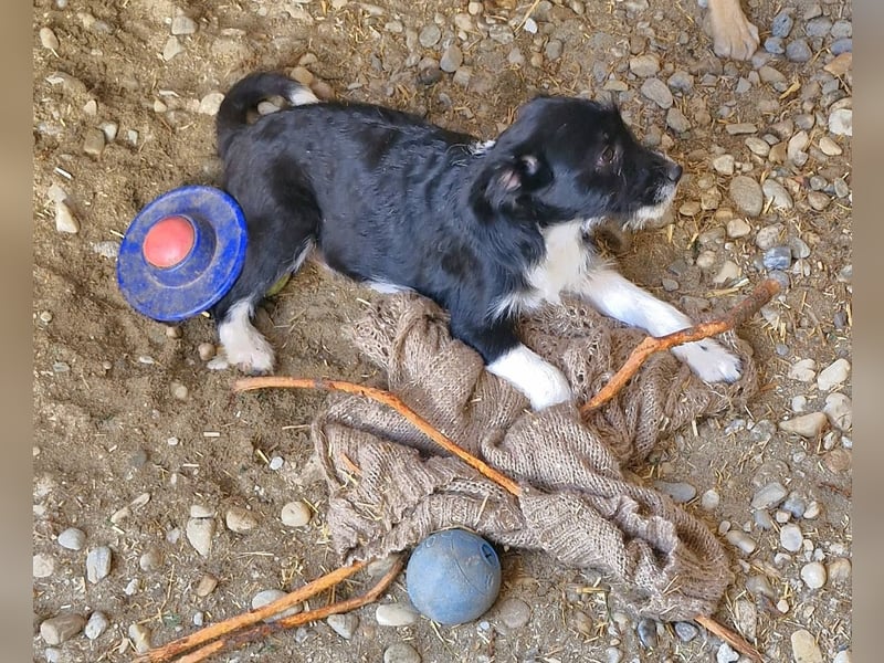 ROSALIE - kleines Strubbelmädchen sucht ihre Lieblingsmenschen