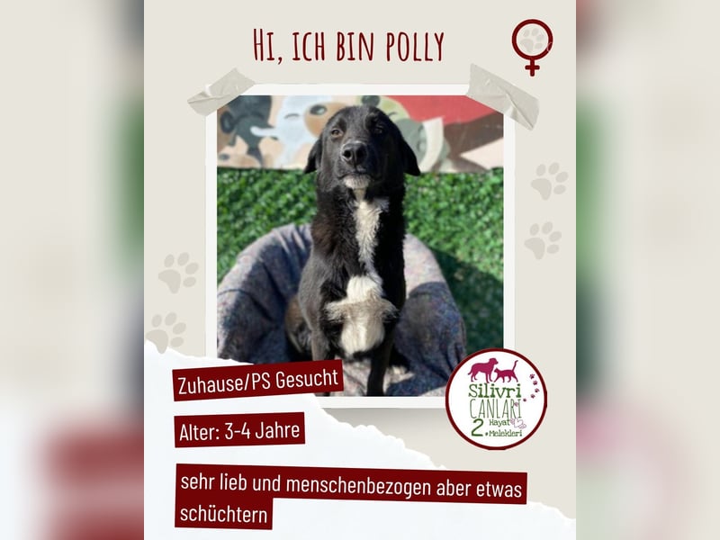 Polly sucht ab November ein zu Hause oder eine Pflegestelle