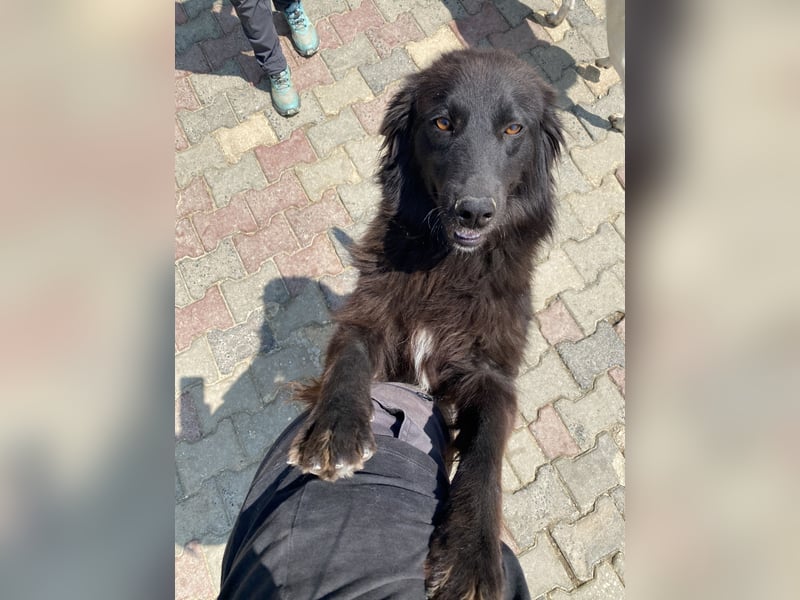 Polly sucht ab November ein zu Hause oder eine Pflegestelle