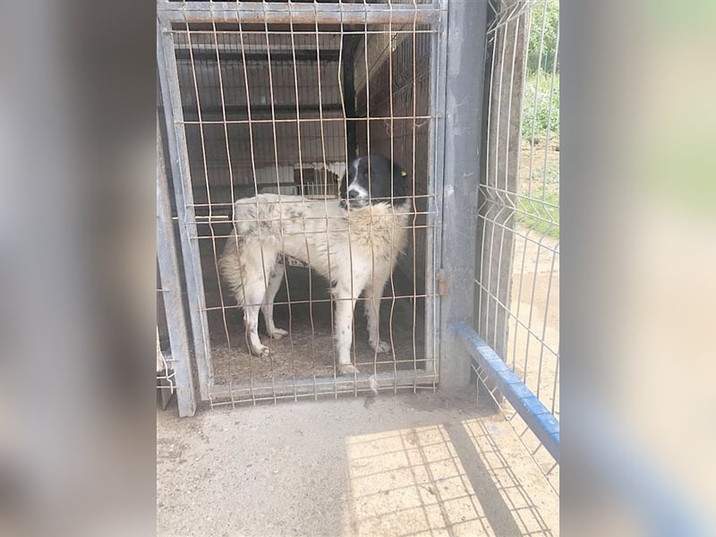 LENI, ein ganz arme Maus. Sucht dringend ein Zuhause