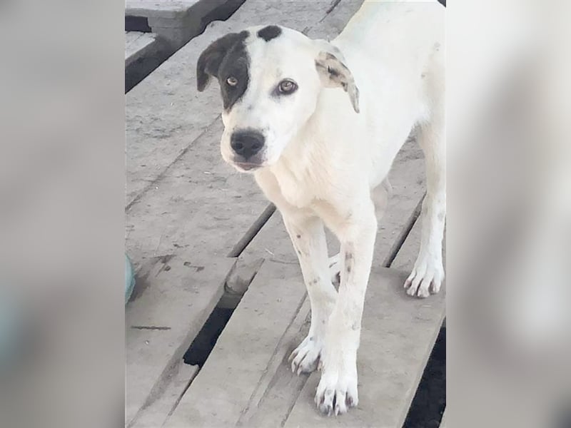 TIZIA, der ideale Familienhund. Mag auch Katzen