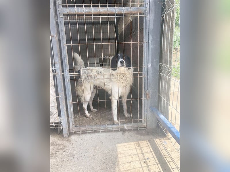 LENI, ein ganz arme Maus. Sucht dringend ein Zuhause
