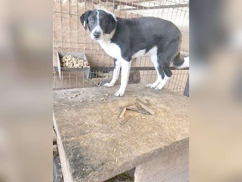 PAULA, leidet im Shelter