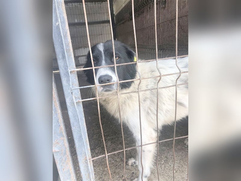 LENI, ein ganz arme Maus. Sucht dringend ein Zuhause