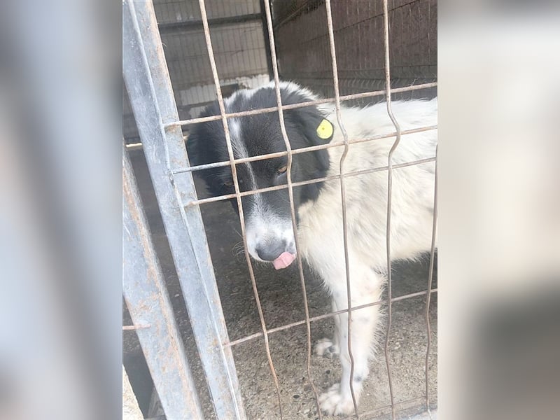 LENI, ein ganz arme Maus. Sucht dringend ein Zuhause