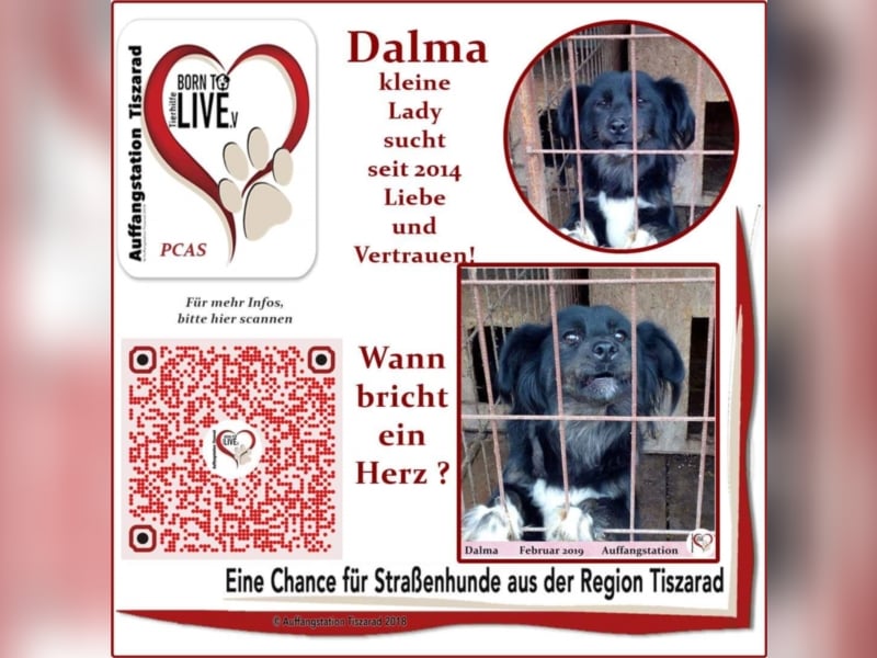 Dalma