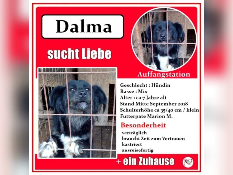 Dalma